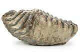 Southern Mammoth Lower M Molar - Hungary #357049-2
